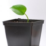 Grow Email List Grow Email List